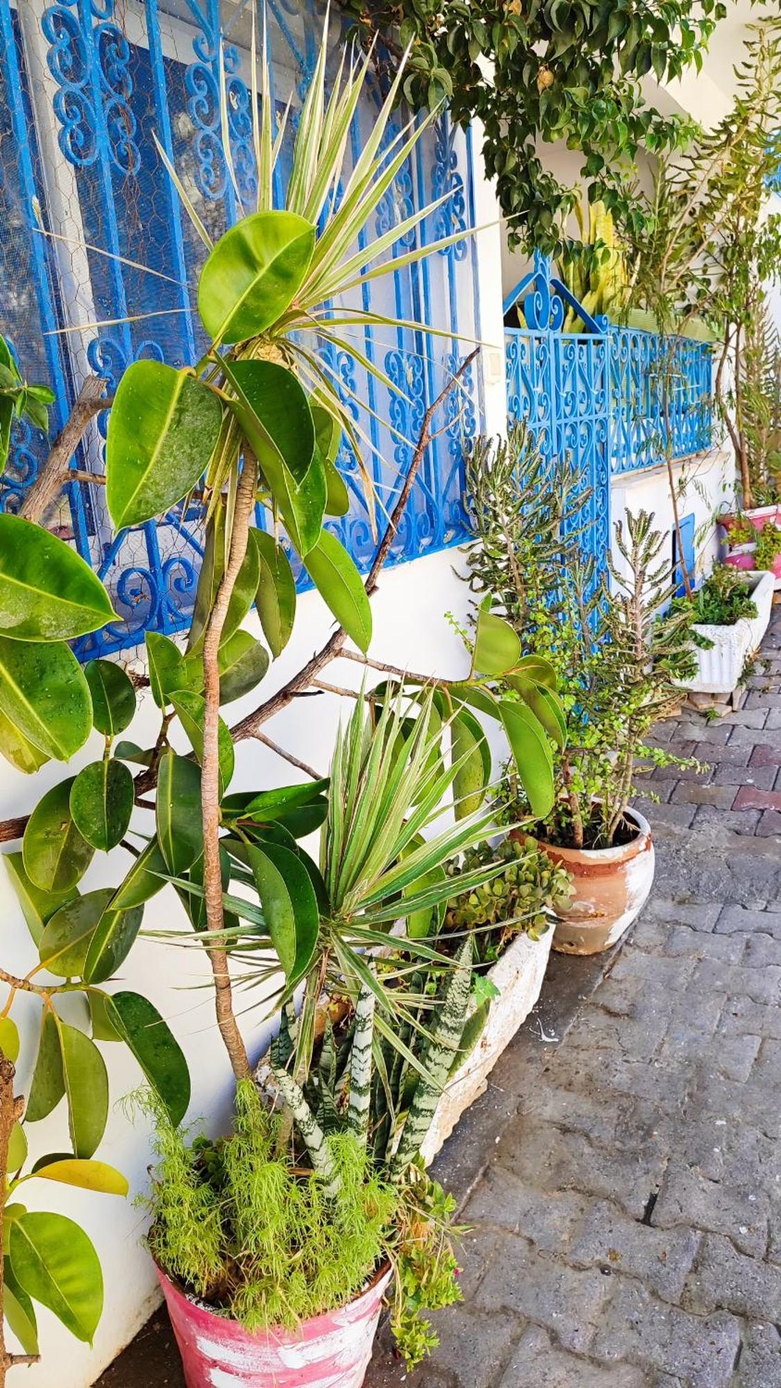 Cosy Appartement In "Sidi Bou Said" Dış mekan fotoğraf